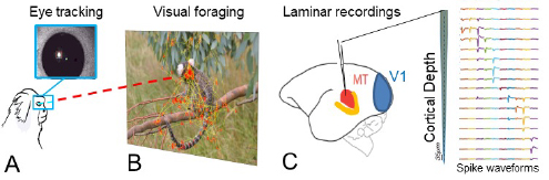 diagram showing how marmosets are used in active vision research