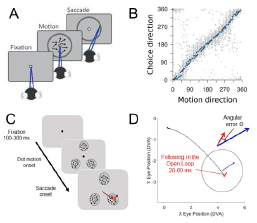 diagram of behavioral measures of motion processing in marmosets