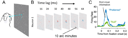 diagram of Investigations of foveal vision during free-viewing