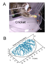 diagram of Marker-free tracking of reach-to-grasps for dynamic prey